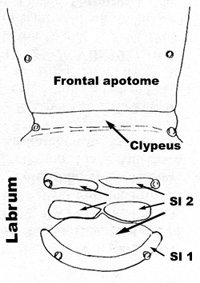 Brillia flavifrons frontal apotome, clypeus, and labrum - modified from Oliver and Roussel 1983